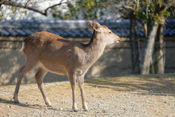 奈良公園　東大寺　鹿　シカ　冬　１月　
