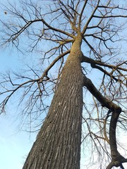 oak tree on top of the hill