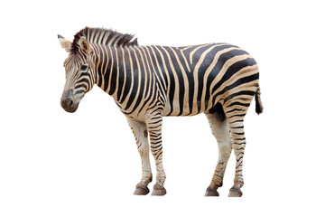 Fototapeta na wymiar Zebra white background