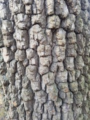 old tree bark