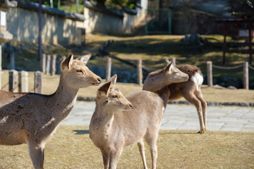 奈良公園　東大寺　鹿　シカ　冬　１月　
