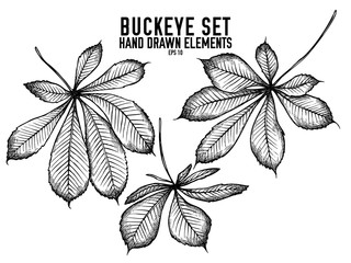 Vector collection of hand drawn black and white buckeye - obrazy, fototapety, plakaty