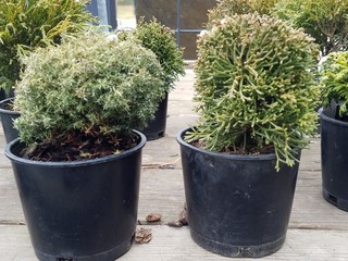 green plants in flower pots