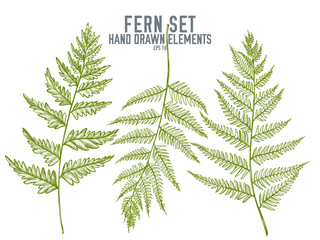 Vector collection of hand drawn pastel fern © Sad