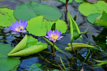 満開の二輪のスイレン