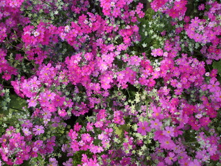 花宇宙。小花コスモス。色濃いめver.