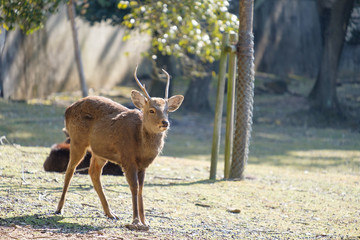 奈良公園　鹿　冬　動物　観光地
