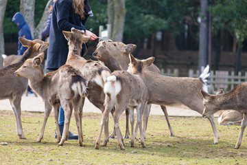 奈良公園　鹿せんべい　餌やり　冬　観光地