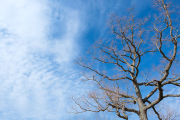 奈良公園　飛火野　木と青空