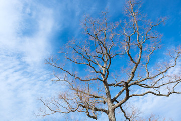 奈良公園　飛火野　木と青空