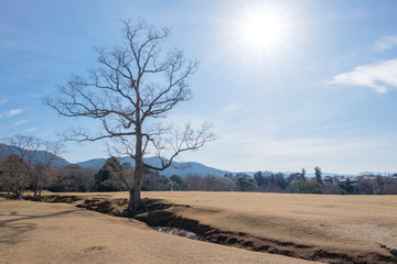 Fototapeta na wymiar 奈良公園　飛火野　2019年1月