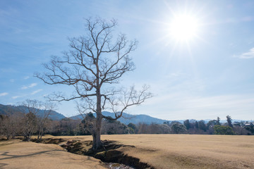 奈良公園　飛火野　2019年1月