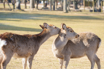 奈良公園　鹿　冬　動物　観光地