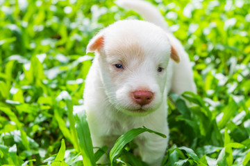 Cute puppies just learn to run, explore the world on the grass in the garden on a nice day.