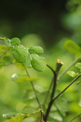 leaves with droplets of water