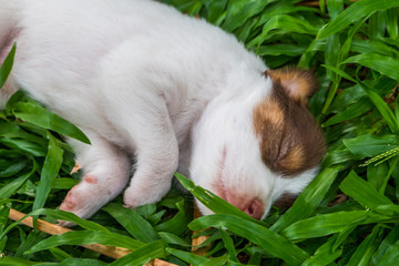  Sweet dreams cute puppy