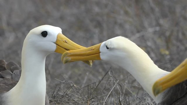 Galapagos Alabatross aka Waved albatrosses mating dance courtship ritual on Espanola Island, Galapagos Islands, Ecuador. The Waved Albatross is an critically endangered species endemic to Galapagos.