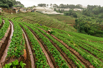 Fototapeta na wymiar Misty view of strawberry field in slope at Doi Ang Khang, Chiang Mai, Thailand