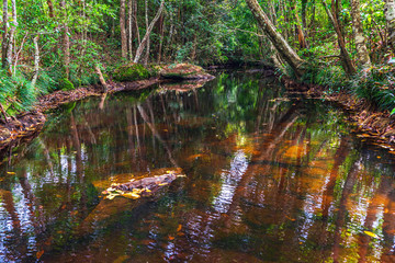 Small red river in green forest