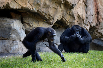 two chimpanzees (male and female) sitting on a rock background