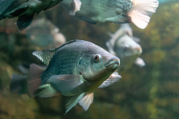 Underwater world with beautiful fish on rocks background.