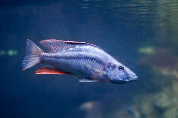Dimidiochromis compressiceps fish