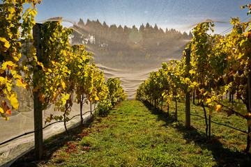 Fototapeta premium Bird proof netting protecting grape production in New Zealand.