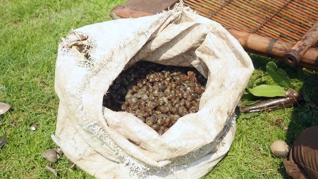 Close-up of a fisher putting clams in a plastic bag