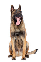 Belgian Shepherd Dog, malinois dog on Isolated White Background in studio