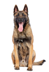 Belgian Shepherd Dog, malinois dog on Isolated White Background in studio