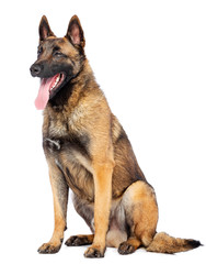Belgian Shepherd Dog, malinois dog on Isolated White Background in studio