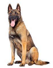 Belgian Shepherd Dog, malinois dog on Isolated White Background in studio
