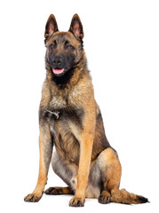 Belgian Shepherd Dog, malinois dog on Isolated White Background in studio