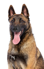 Belgian Shepherd Dog, malinois dog on Isolated White Background in studio