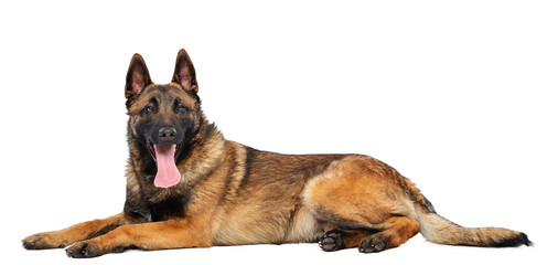 Belgian Shepherd Dog, malinois dog on Isolated White Background in studio