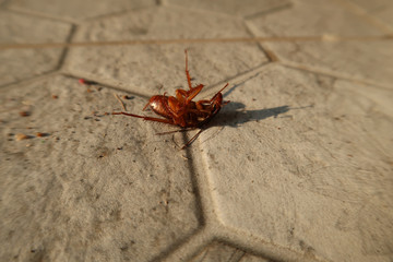 Cockroaches die on the ground, cockroaches are swept together with dust.