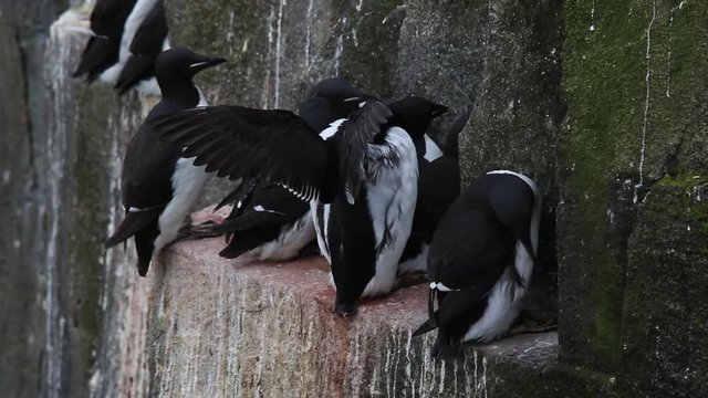 Brunnich's guillemots (Uria lomvia) on ledge, Antarctica