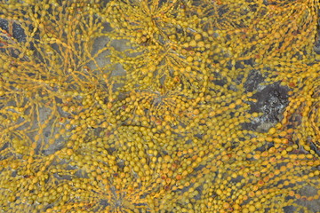 Dense carpet of yellow brown Neptunes necklace algae on rock surface at low tide.