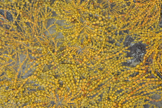 Dense carpet of yellow brown Neptunes necklace algae on rock surface at low tide.