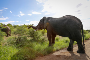 Naklejka na ściany i meble Kruger National park in South Africa