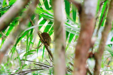 Tarsier ボホール島のターシャ