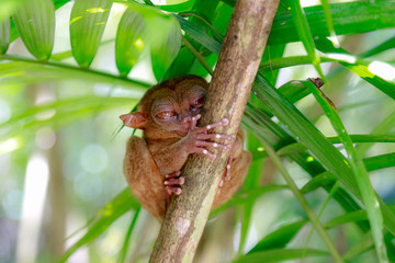 Tarsier ターシャ　フィリピンメガネザル　ボホール島