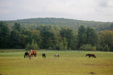 アメリカの牧場の馬