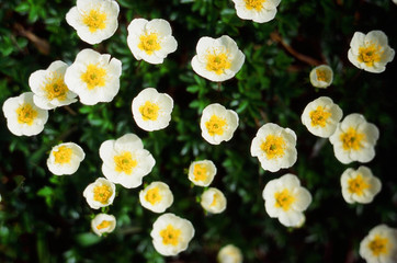 ケープタウンの植物