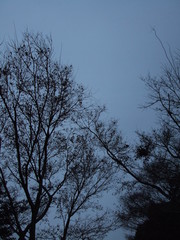 薄闇の木立たち