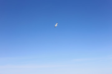 Fototapeta premium 青い空とかもめ