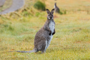 Bennetts Wallaby on the grass
