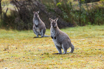 Bennetts Wallaby on the grass