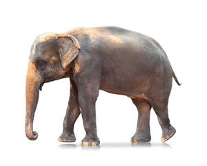 Elephant isolated on white background. Large mammals. ( Clipping path )