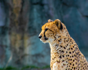 Cheetah Headshot